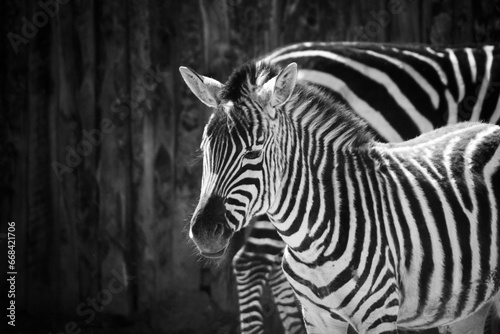 Zebra Deep in Thought