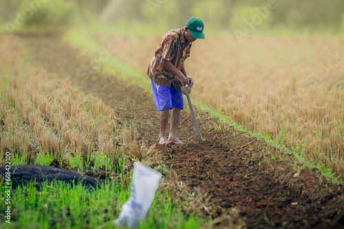 A farmer using a soil fork to dig the soil in the rice field (petani menggunakan garpu tanah untuk menggemburkan tanah di sawah)  photo