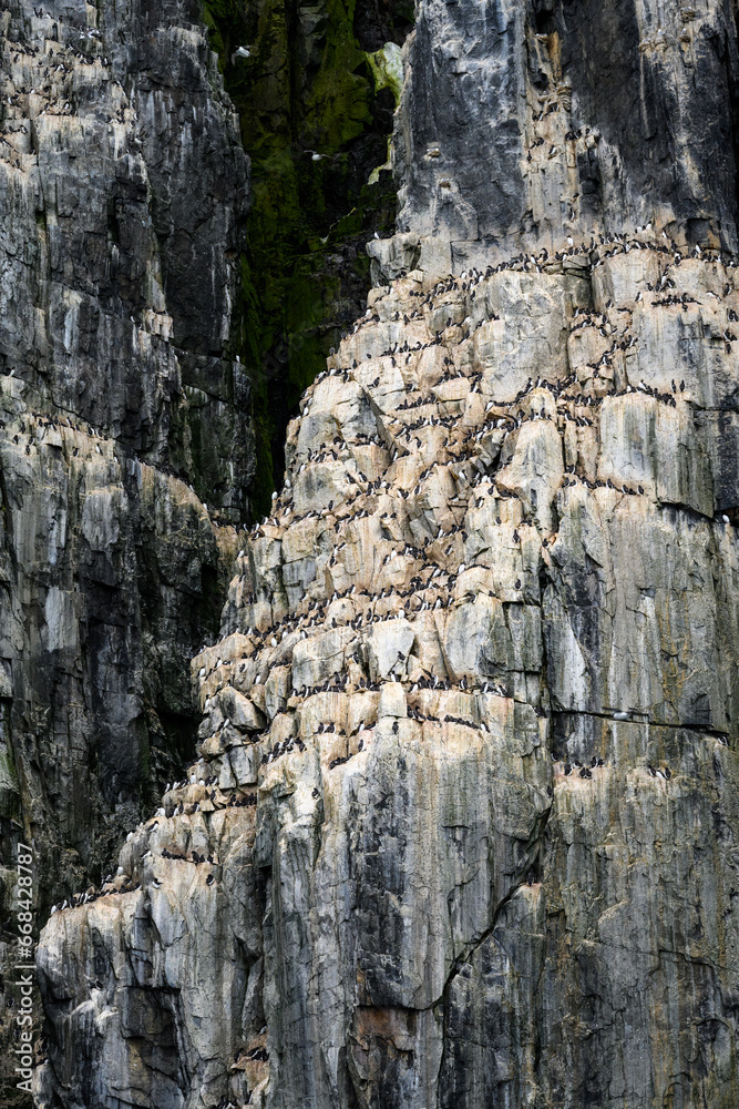 Brunnich's Guillemots nesting on bird cliffs on Mount Guillemot on Nordauslandet in the Hinlopen Straight, arctic tourism expedition around Svalbard
Brunnich's Guillemots nesting on bird cliffs on Mount Guillemot on Nordauslandet in the Hinlopen Straight, arctic tourism expedition around Svalbard