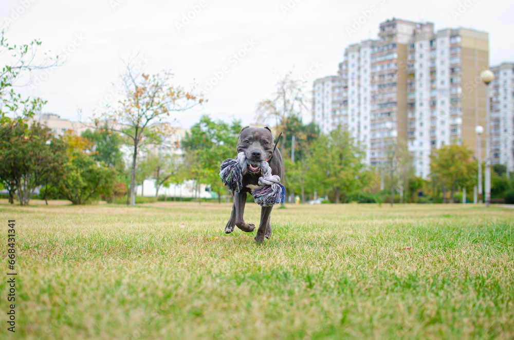 Portrait of cute big gray pitbull dog playing with rope toy. Playful happy crazy american pit bull terrier Portrait of cute big gray pitbull dog playing with rope toy. Playful happy crazy american pit bull terrier