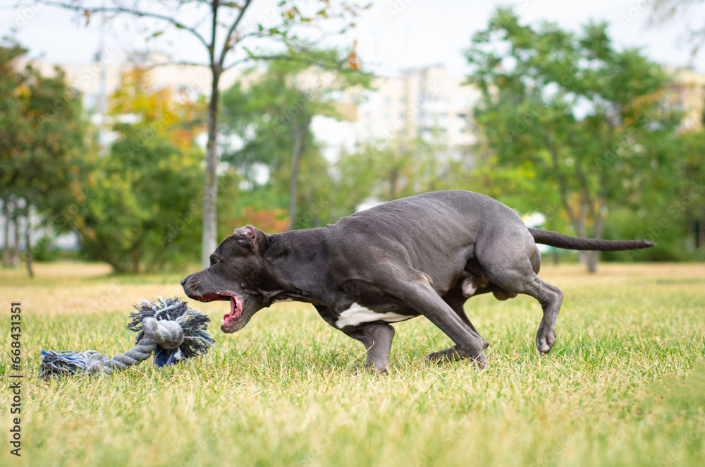 Portrait of cute big gray pitbull dog playing with rope toy. Playful happy crazy american pit bull terrier