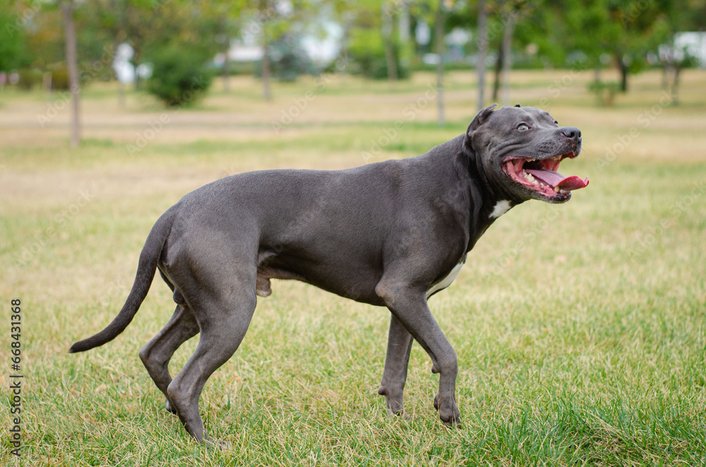 Portrait of cute big gray pitbull dog. American pit bull terrier