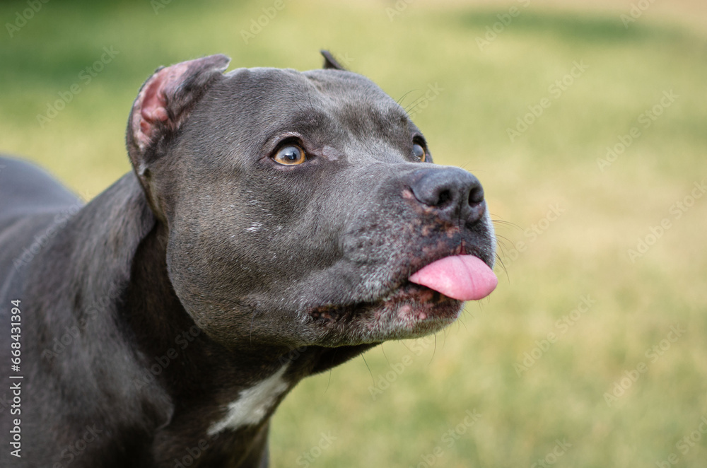 Close up portrait of cute big licking hungry gray pitbull dog. American pit bull terrier is showing tongue