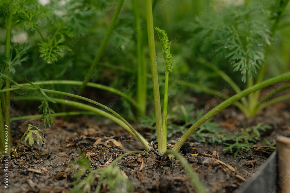 Close-up of green carrot seedlings growing in the garden Close-up of green carrot seedlings growing in the garden