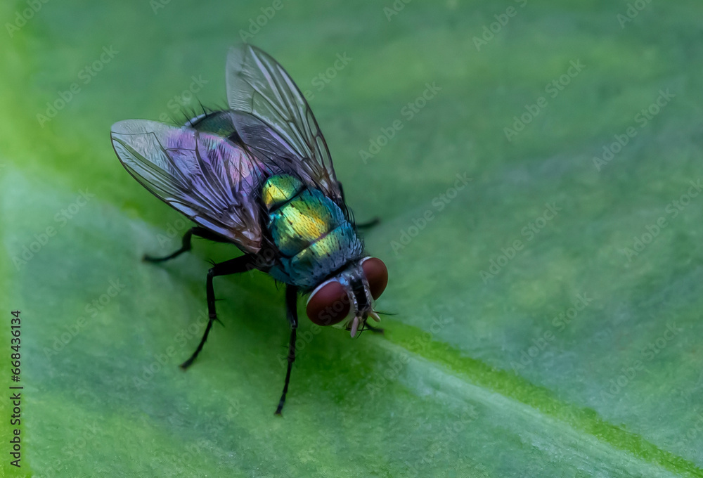 House Fly, Flesh Fly or Meat Fly Sarcophagidae Parasite Insect Pest on green leaves. House Fly, Flesh Fly or Meat Fly Sarcophagidae Parasite Insect Pest on green leaves.