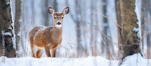 Wild roe deer in winter habitat