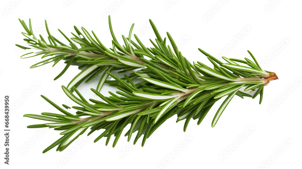 rosemary herbs isolated.cut-out png. - obrazy, fototapety, plakaty 