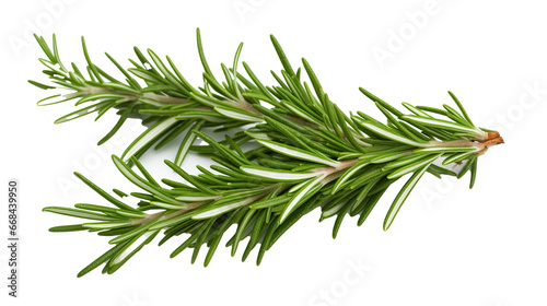rosemary herbs isolated.cut-out png.