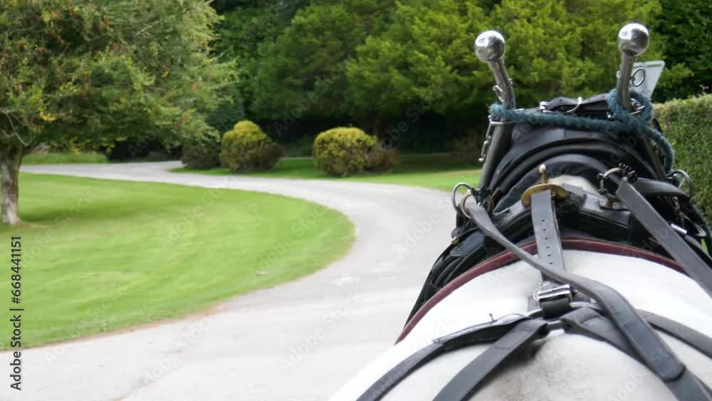 Horse tack, bridle, reins and harness attached to horse pulling a