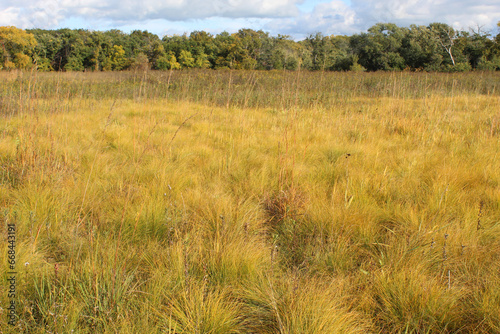 Large group prairie dropseed grasses in early autumn at Linne Woods in Morton Grove, Illinois photo