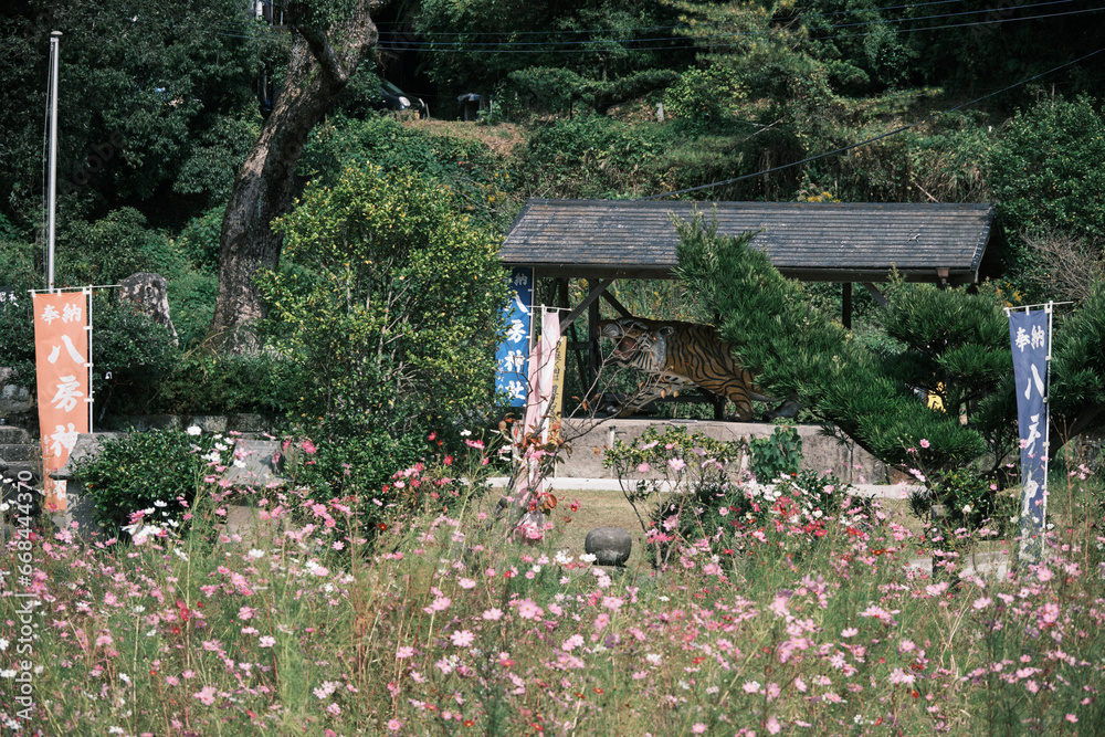 Naklejka premium コスモスと八房神社の大虎
