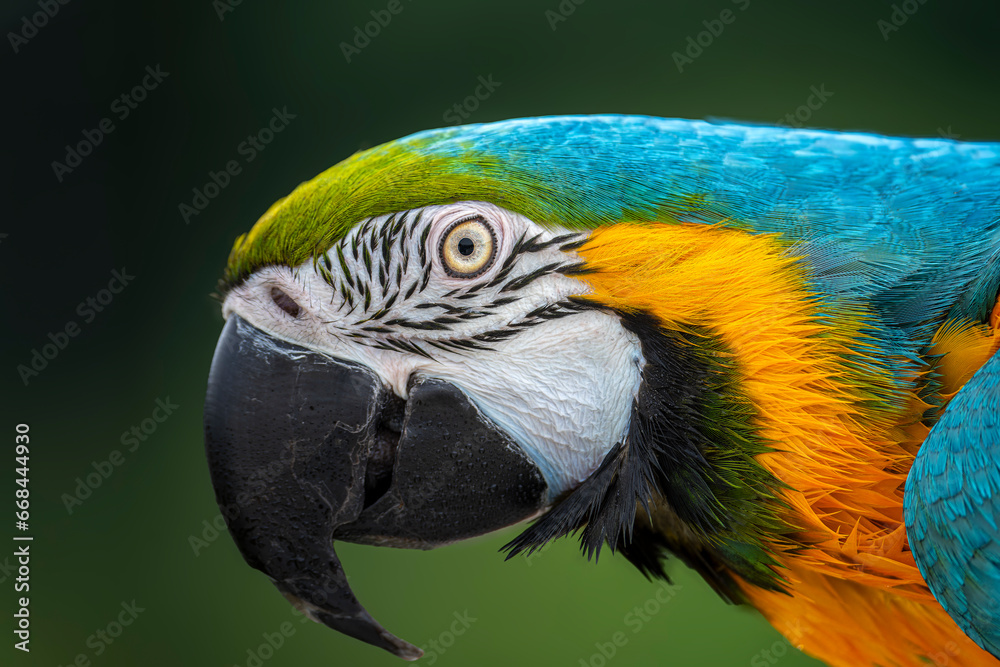 blue and yellow macaw