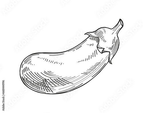Vegetable minimalistic sketch. Eggplant hand drawn. Natural and organic product. Healthy eating. Template and layout. Linear flat vector illustration isolated on white background