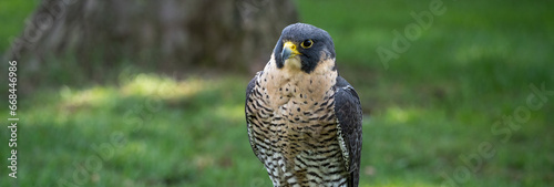 Portrait of a Peregrine Falcon Raptor Bird