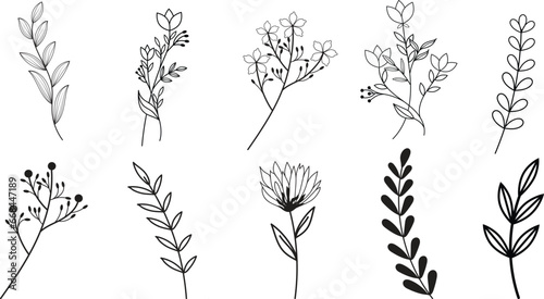 vector botanical abstract line art, hand-drawn herbs, flowers, leaves, and branches.