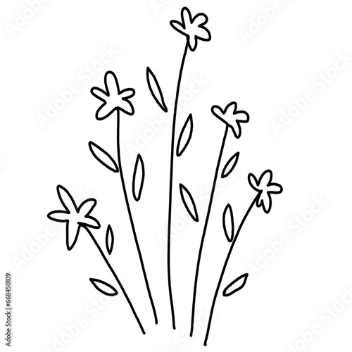 star blooming flower