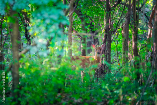 White-Tailed Fawn Deer in a green forest