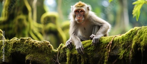 Ubuds Monkey forest hosts a macaque photo