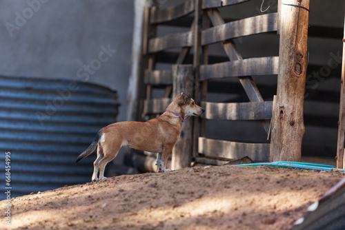 PERRO DE CAMPO