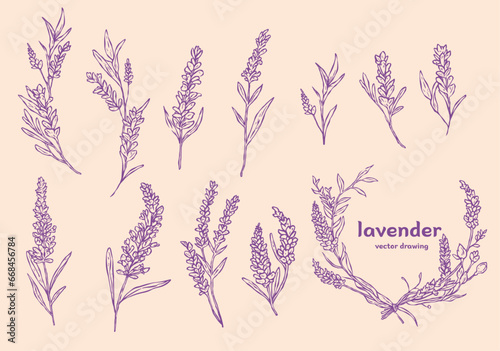 lavender logo hand drawn set, vintage botanic, herb bouquet collection 