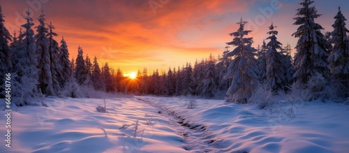 Forest at sunset during winter