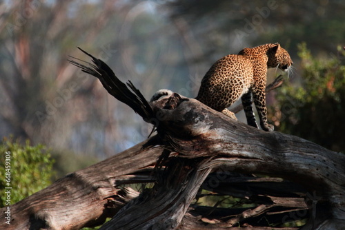 Canvas Print Wildlife of Lake  Nakuru, Kenya
