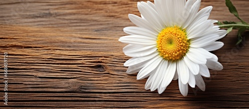 Isolated daisy closeup with wildflowers on wood surface