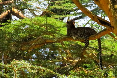 Wildlife of Lake Nakuru, Kenya