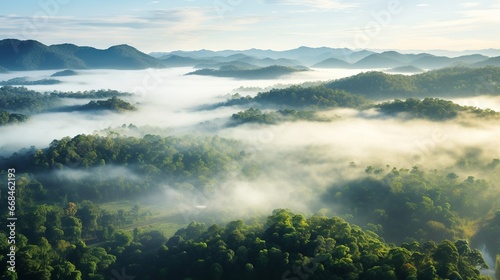 Aerial view of tropical forest covered in fog in the morning