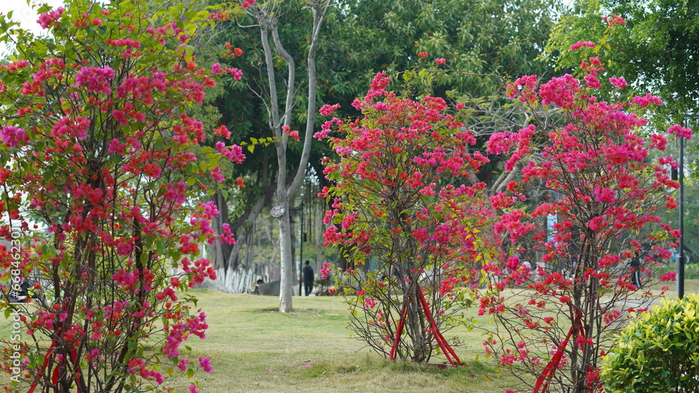 Naklejka premium The beautiful flowers blooming in the garden in spring