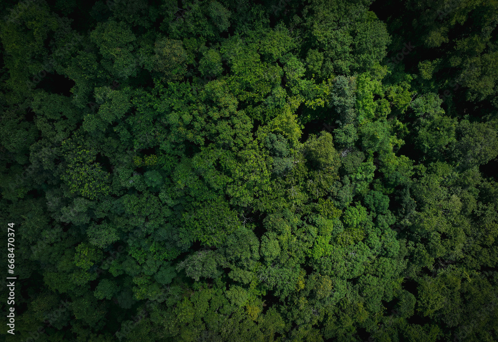 Aerial top view of green trees in forest. Drone view of dense green tree captures CO2. Green tree nature background for carbon neutrality and net zero emissions concept. Sustainable green environment. - obrazy, fototapety, plakaty 