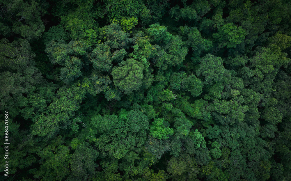 Aerial top view of green trees in forest. Drone view of dense green tree captures CO2. Green tree nature background for carbon neutrality and net zero emissions concept. Sustainable green environment.