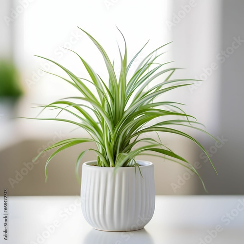 spider plant in a pot on white Background 