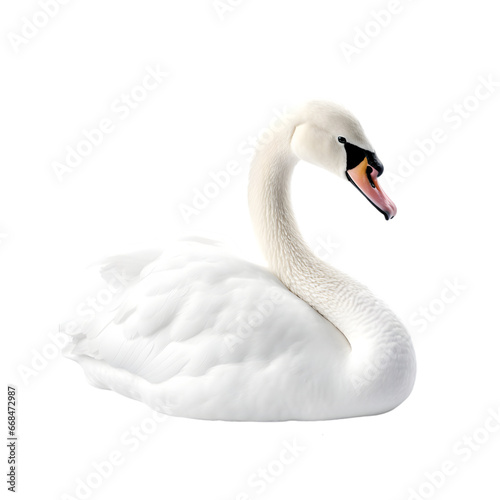 Fototapeta Naklejka Na Ścianę i Meble -  side view, white swan isolated on transparent background. 