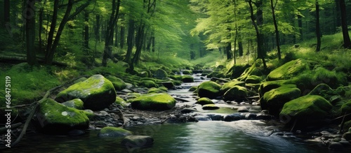 Green forest stream