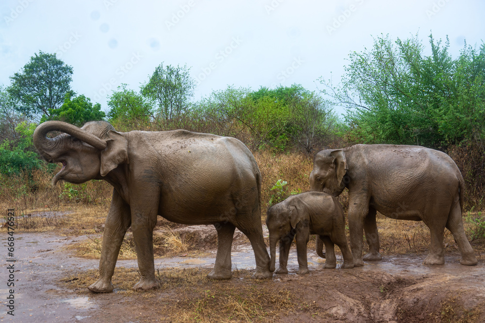 Fototapeta premium A Parade of Elephant