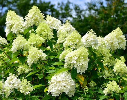 Closeup of a  vibrant Hydrangea 'Limelight' in a lush green with a blurry background photo