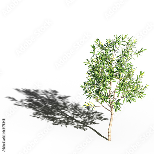 big tree  isolated on white background  3D illustration  cg render