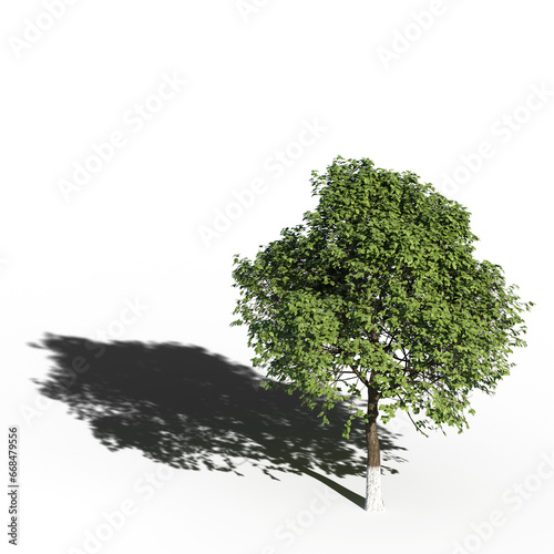 big tree  isolate on a transparent background  3d illustration