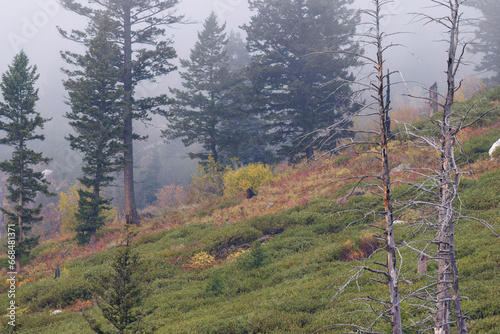 Mountain side on a foggy morning near String Lake in Grand Teton National Park during early fall