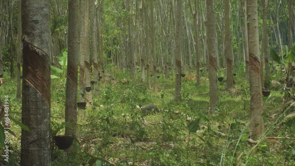 Grass billowing gently among rubber treesplantation in Thailand.