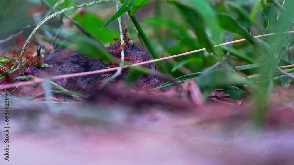 Dying rat lying panting in grass, swarmed and killed by fire ants. Dying rat lying panting in grass, swarmed and killed by fire ants.