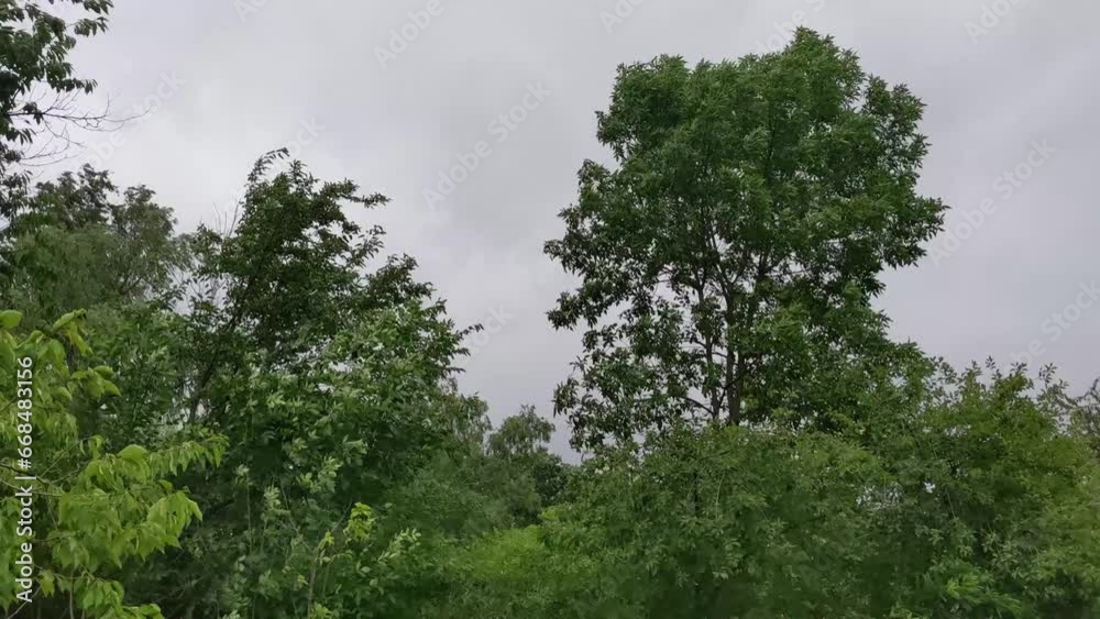 Natural texture of trees swaying in the wind.Moving background. Natural texture of trees swaying in the wind.Moving background.
