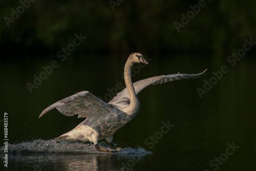 Mute Swan  Cygnus olor  landing on the water in the Netherlands. Water splashing all around. Wide spread wings.                                   