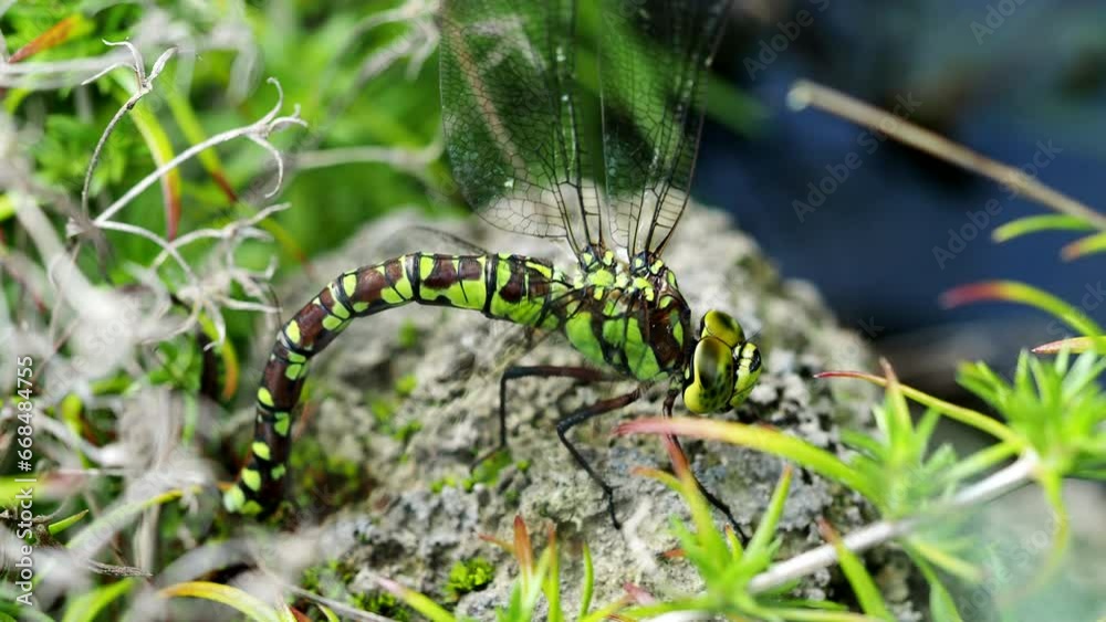 Dragonfly blue-eyed hawker (Aeshna affinis) lays eggs in 4K VIDEO. The southern migrant hawker female depositing egg in moss near the water. Extreme close-up macro. Dragonfly blue-eyed hawker (Aeshna affinis) lays eggs in 4K VIDEO. The southern migrant hawker female depositing egg in moss near the water. Extreme close-up macro.