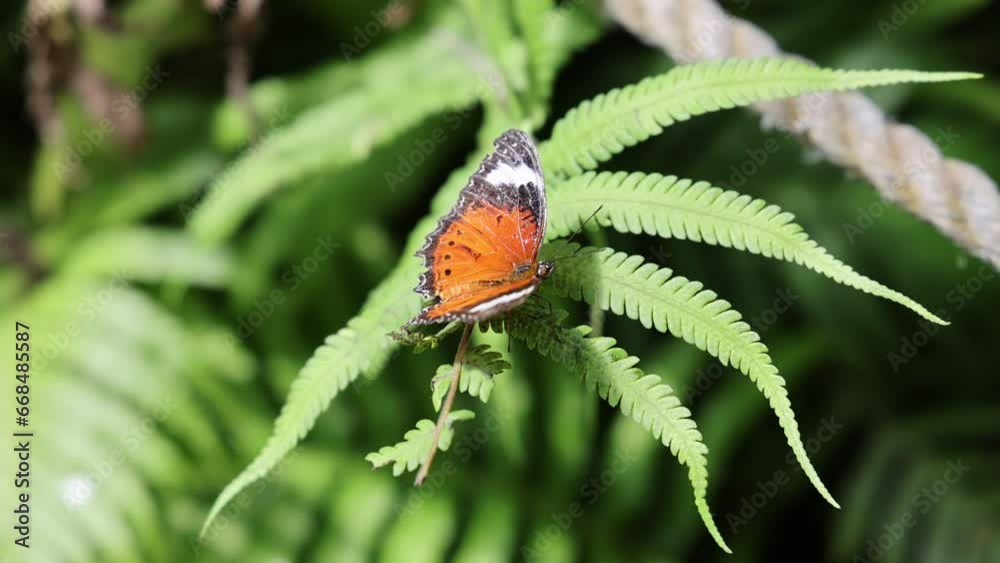 Close up of a butterfly standing on top of a fern plant with a blurred nature background. Close up of a butterfly standing on top of a fern plant with a blurred nature background.