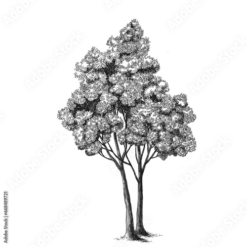 Beautiful stock illustration with hand drawn forest tree.