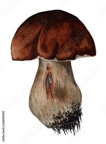 Watercolor bolete mushroom isolated on white background.