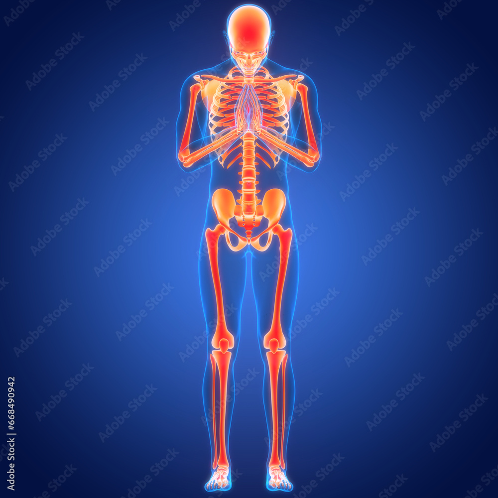 Human Skeleton System Bone Joints Anatomy Human Skeleton System Bone Joints Anatomy