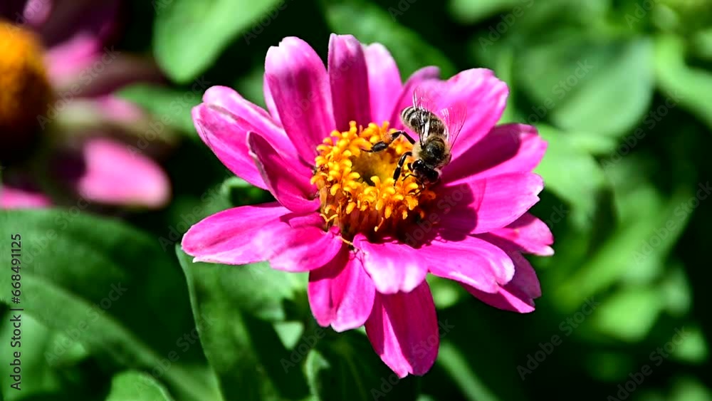 Bee collecting pollen from flower Bee collecting pollen from flower
